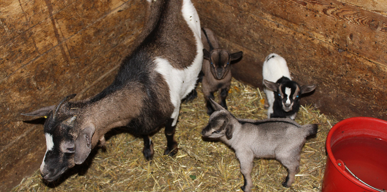 Ziegen am Bauernhof