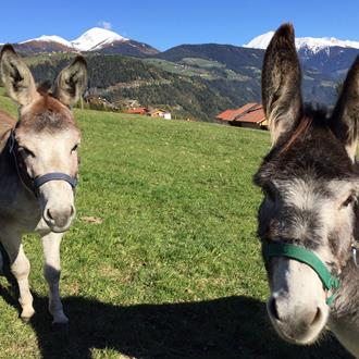 Il nostro maso & zoo