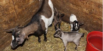 Una capra con i piccoli
