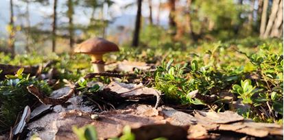 Im Wald