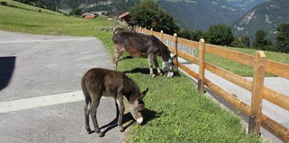 Two eating donkeys