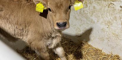 A calf