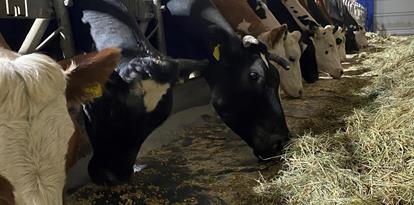 Cows in the barn