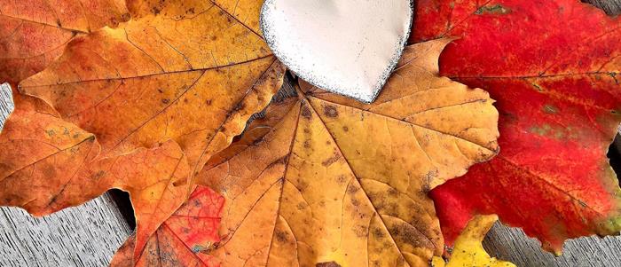 Autumn leaves